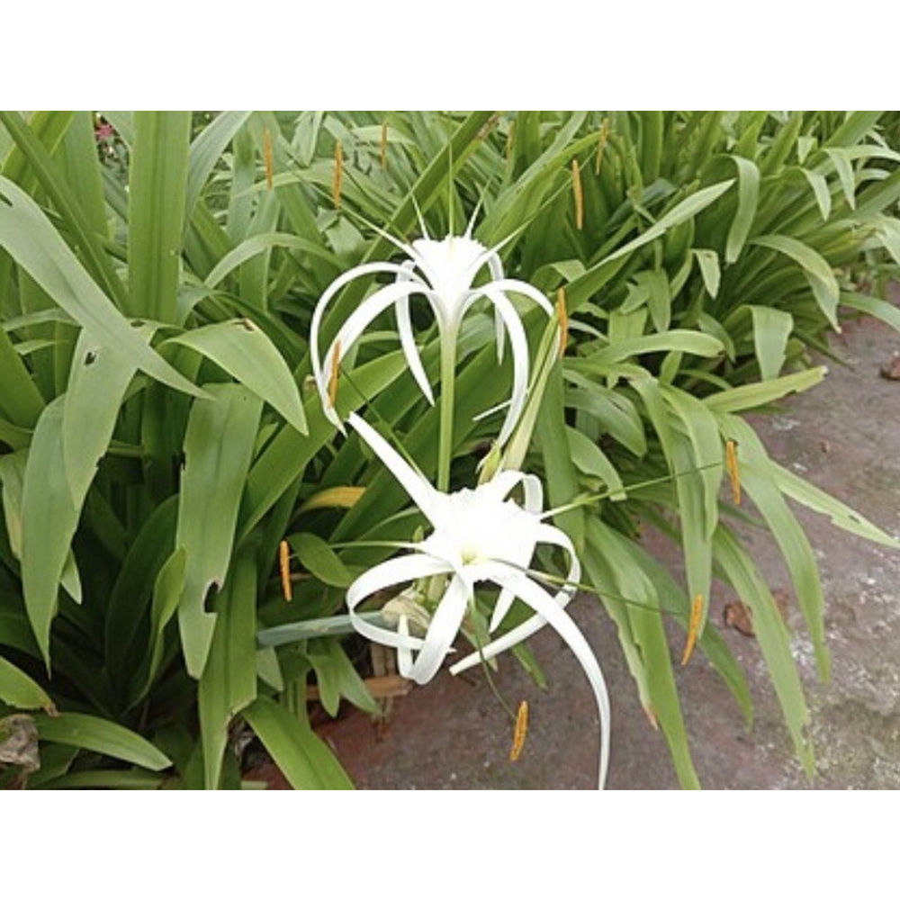 30 Bulbs NO Foliage BEACH SPIDER LILY BULBS (Hymenocallis Littoralis) POLLINATOR - Picture 6 of 6